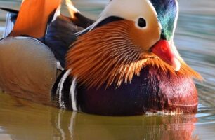 Water Fowl