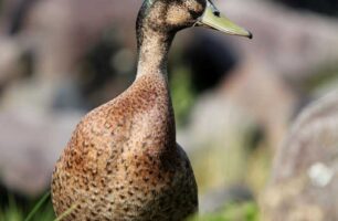 Ducks