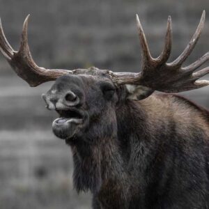 Full-Stack Web Application Development