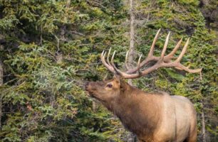 Elk