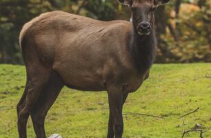 Moose