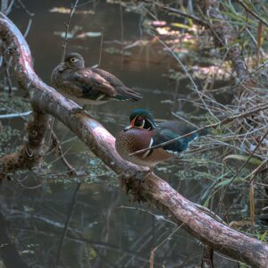 WordPress Website Development