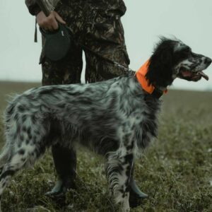 Professional website for your business